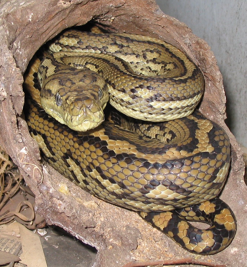 File Australian Carpet Python jpg Wikipedia