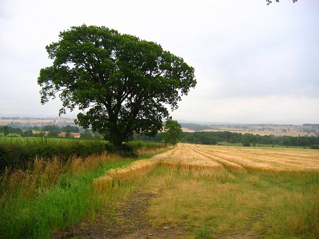 File:Barley field, Southside. - geograph.org.uk - 36512.jpg