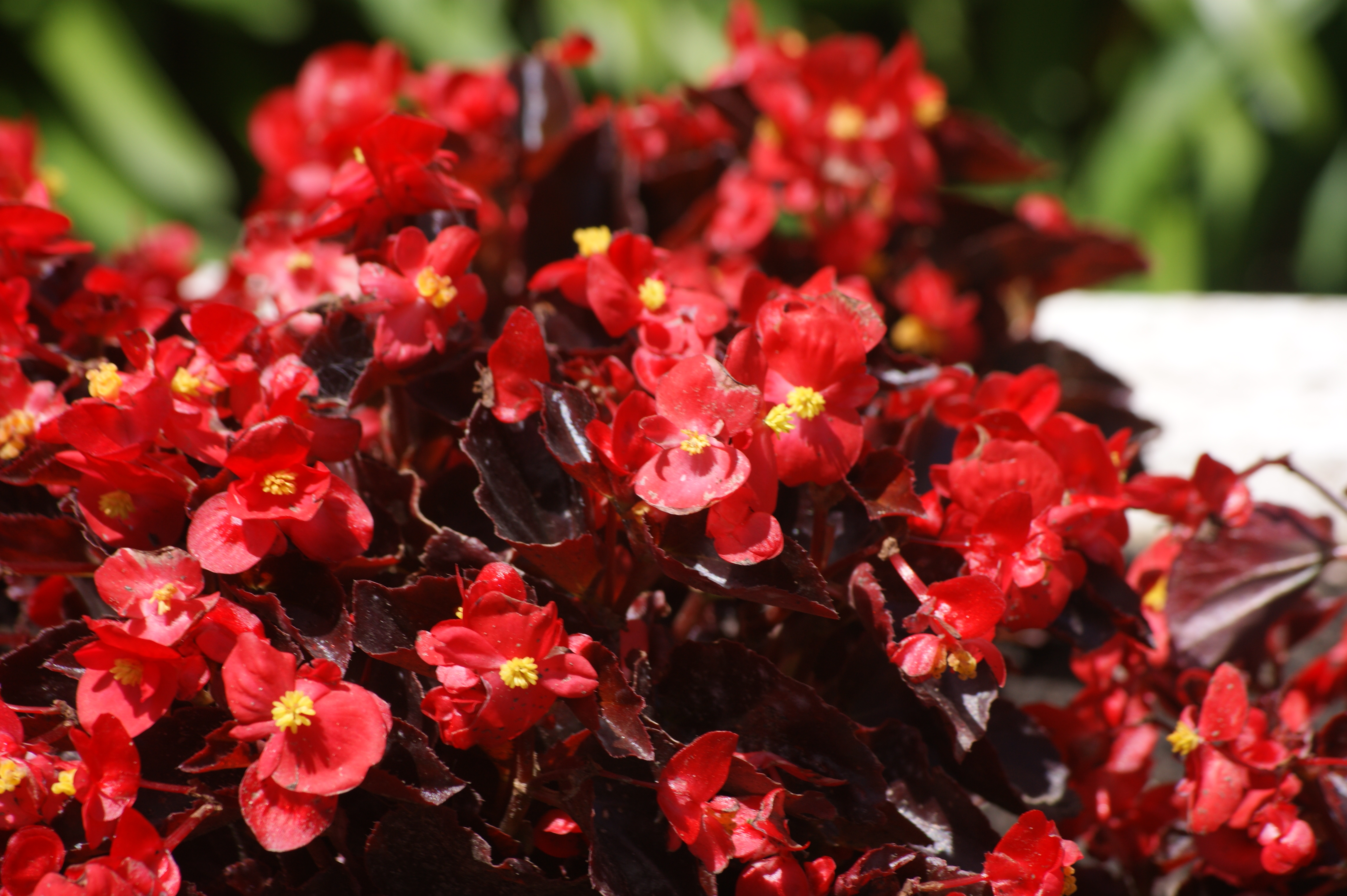 File:Begonia semperflorens  - Wikimedia Commons