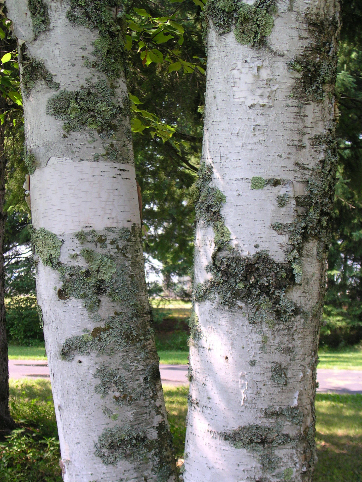 Birch bark - Wikipedia
