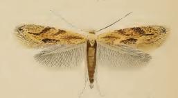 <i>Bucculatrix bechsteinella</i> Species of moth in genus Bucculatrix
