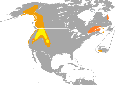 File:Bucephala islandica range map.png