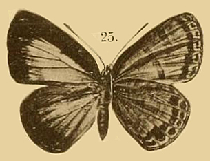 File:CabrorusFemRöber1886.jpg