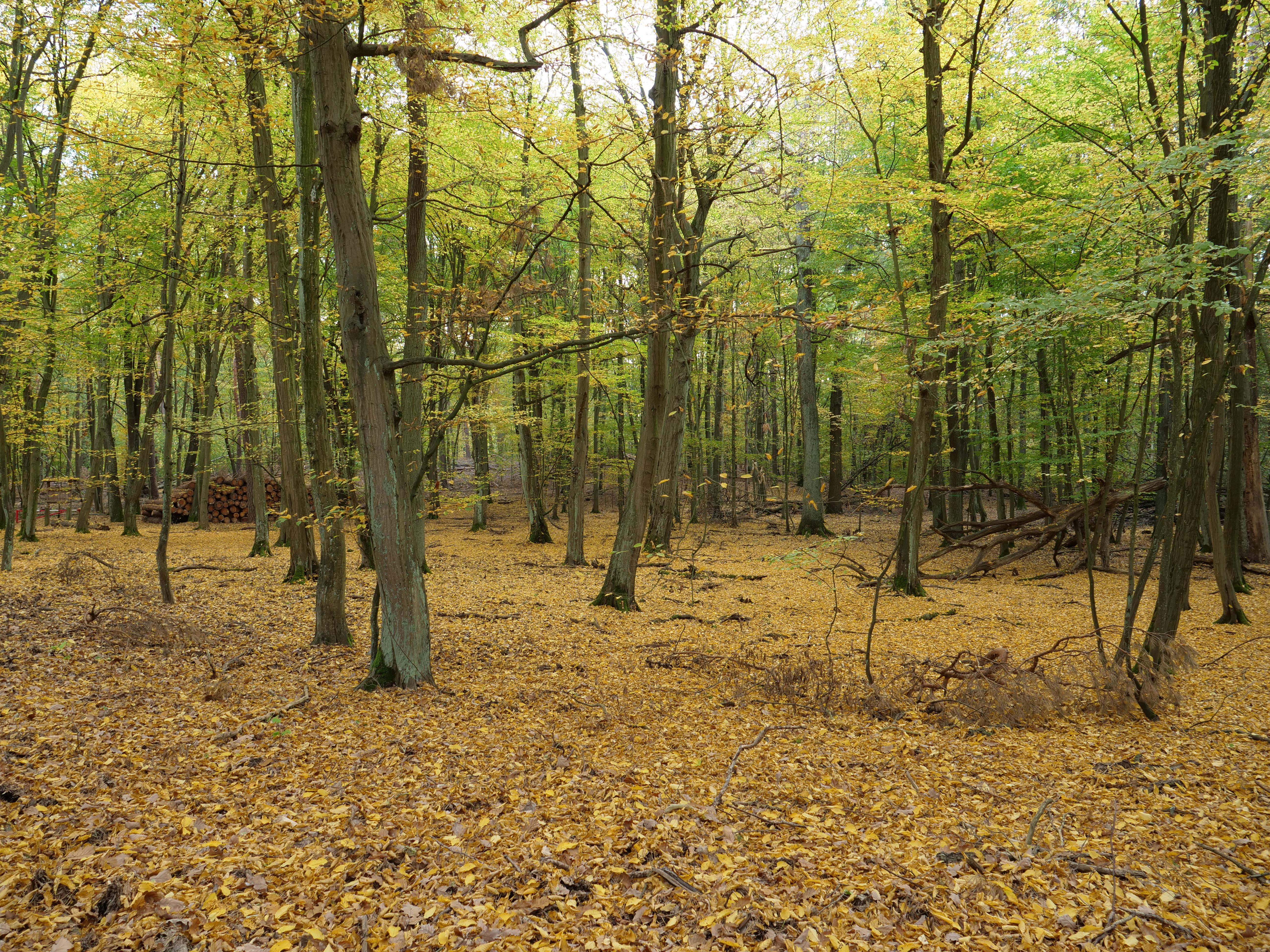 File:Carpinetum betuli in the Spandauer Forst in october 2018 02.jpg -  Wikimedia Commons