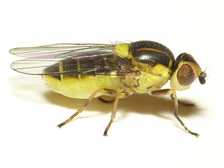 File:Chlorops pumilionis.jpg