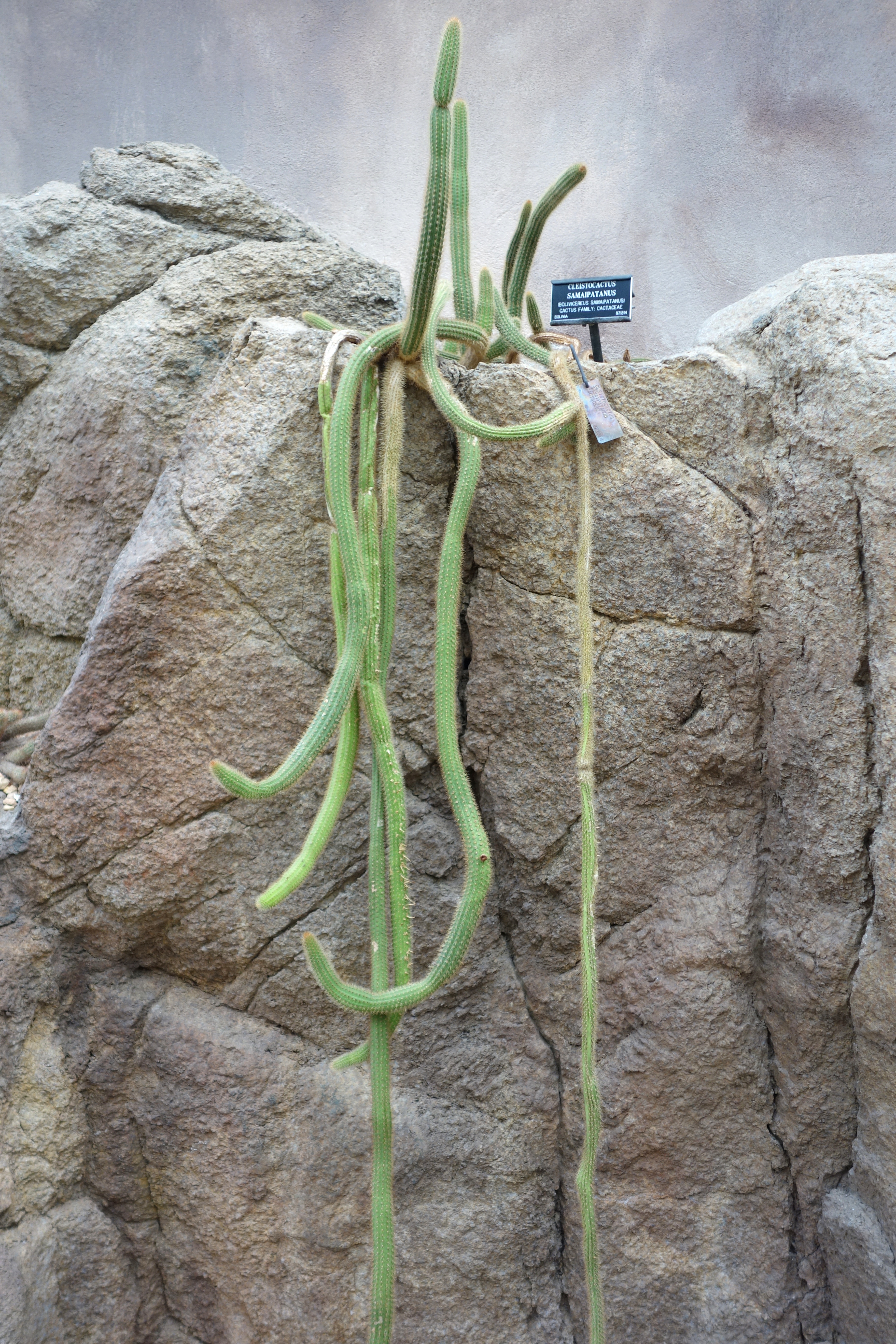 File Cleistocactus Samaipatanus Brooklyn Botanic Garden