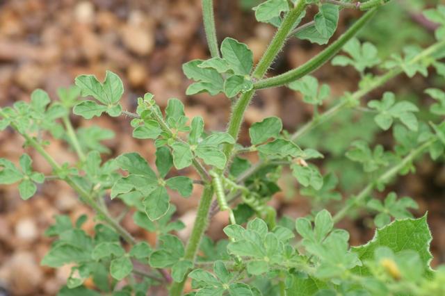 File:Cleome viscosa 15082006 Mali 6.jpg