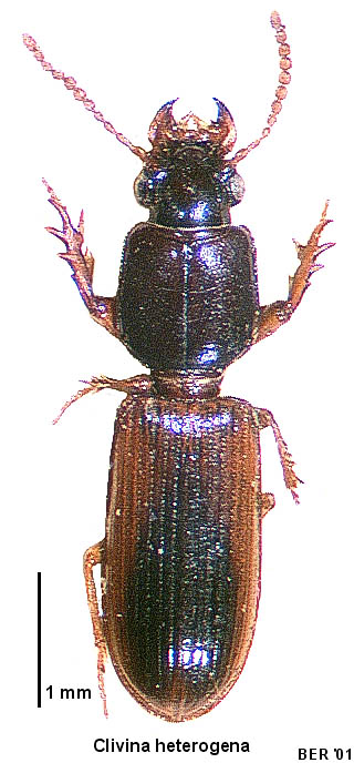 <i>Clivina heterogena</i> Species of beetle