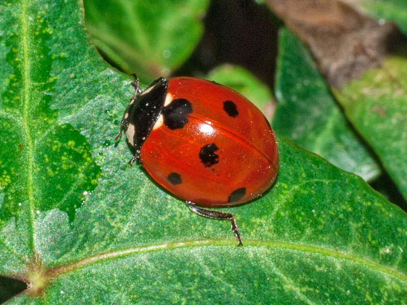 File:Coccinella septempunctata UD1.jpg