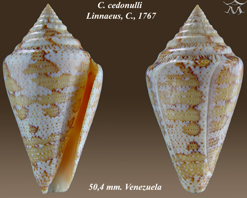 File:Conus cedonulli 2.jpg