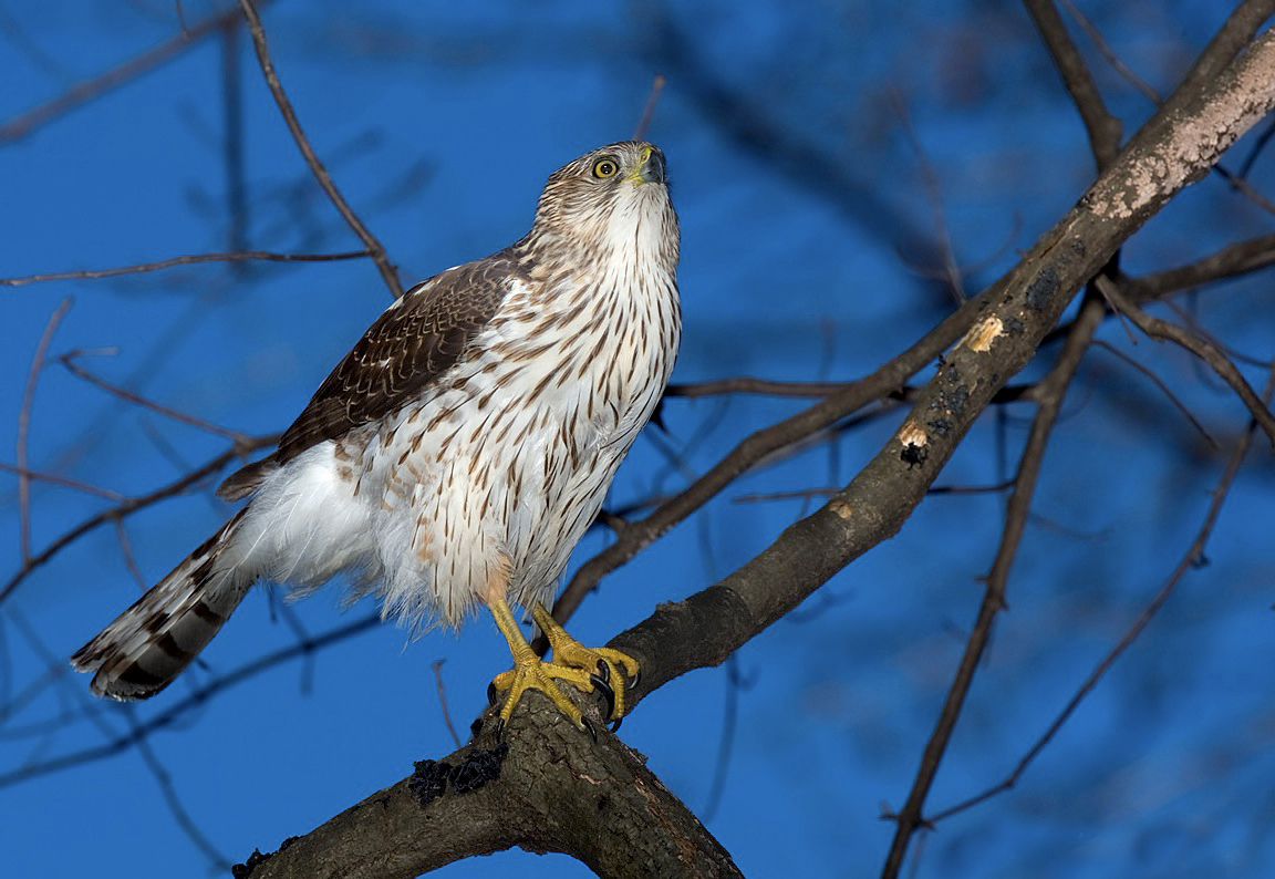 Image result for coopers hawk