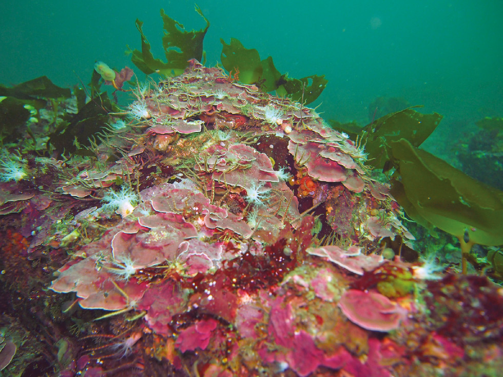 https://i.postimg.cc/3J1pRJ62/20240508-coraline-algae.jpg