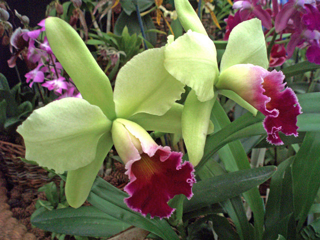 File:Dendrobium 'Anna Green' at the Malvern Show. - geograph.org.uk - 1193049.jpg