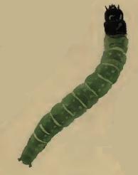 Larva Depressaria dictamnella larva.JPG