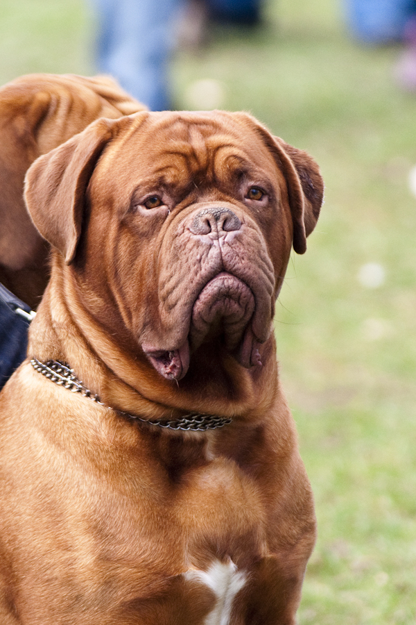 Dogo argentino - Wikipedia, la enciclopedia libre