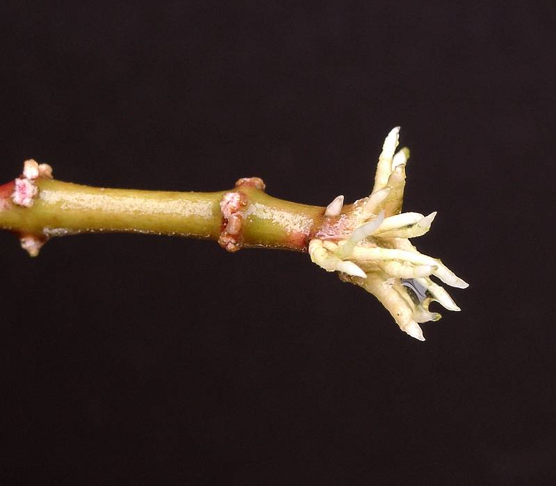 Estaca (botánica) - Wikipedia, la enciclopedia libre