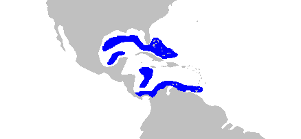 File:Etmopterus virens distmap.png