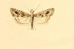 <i>Euchromius cambridgei</i> Species of moth