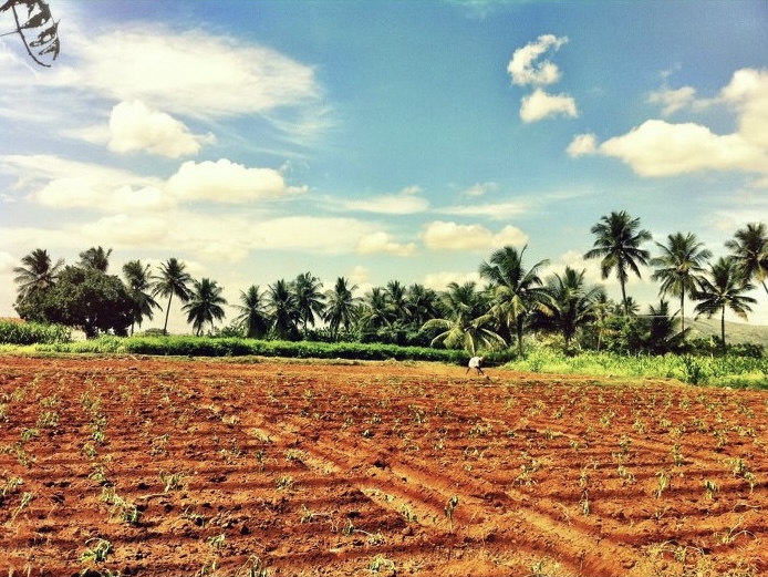 File:Farm pathi kuttai.jpg