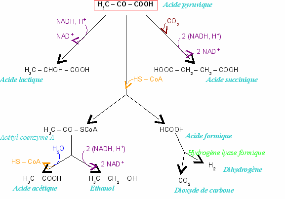 Mixed acid fermentation.png