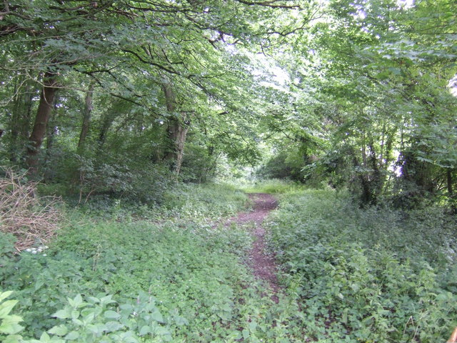 File:Fincham Drove through Scoot Wood - geograph.org.uk - 482195.jpg