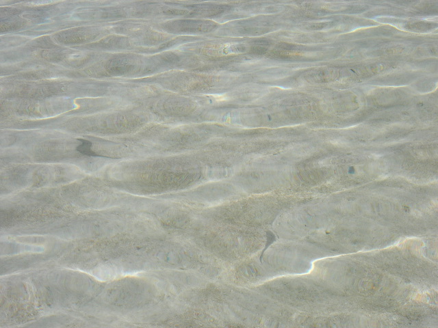 File:Fishes in the clear water (162168731).jpg