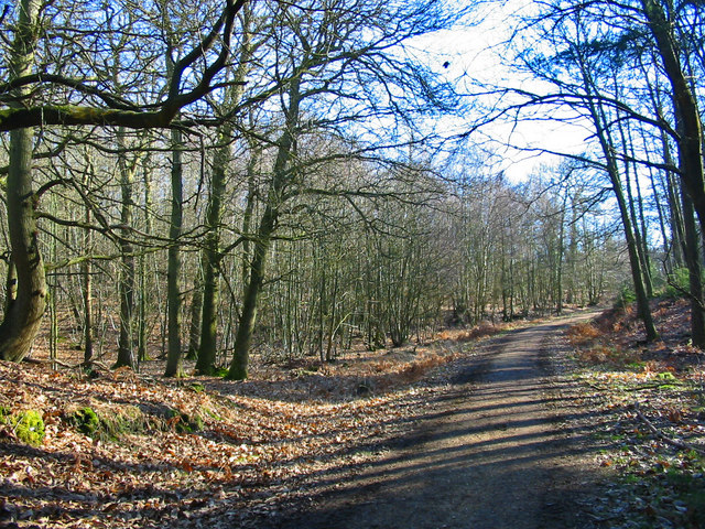 File:Forest Track in Hasley Inclosure New Forest Hampshire - geograph.org.uk - 686164.jpg