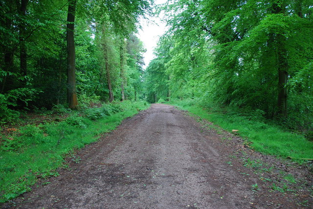 File:Forestry commission Track - geograph.org.uk - 1326530.jpg