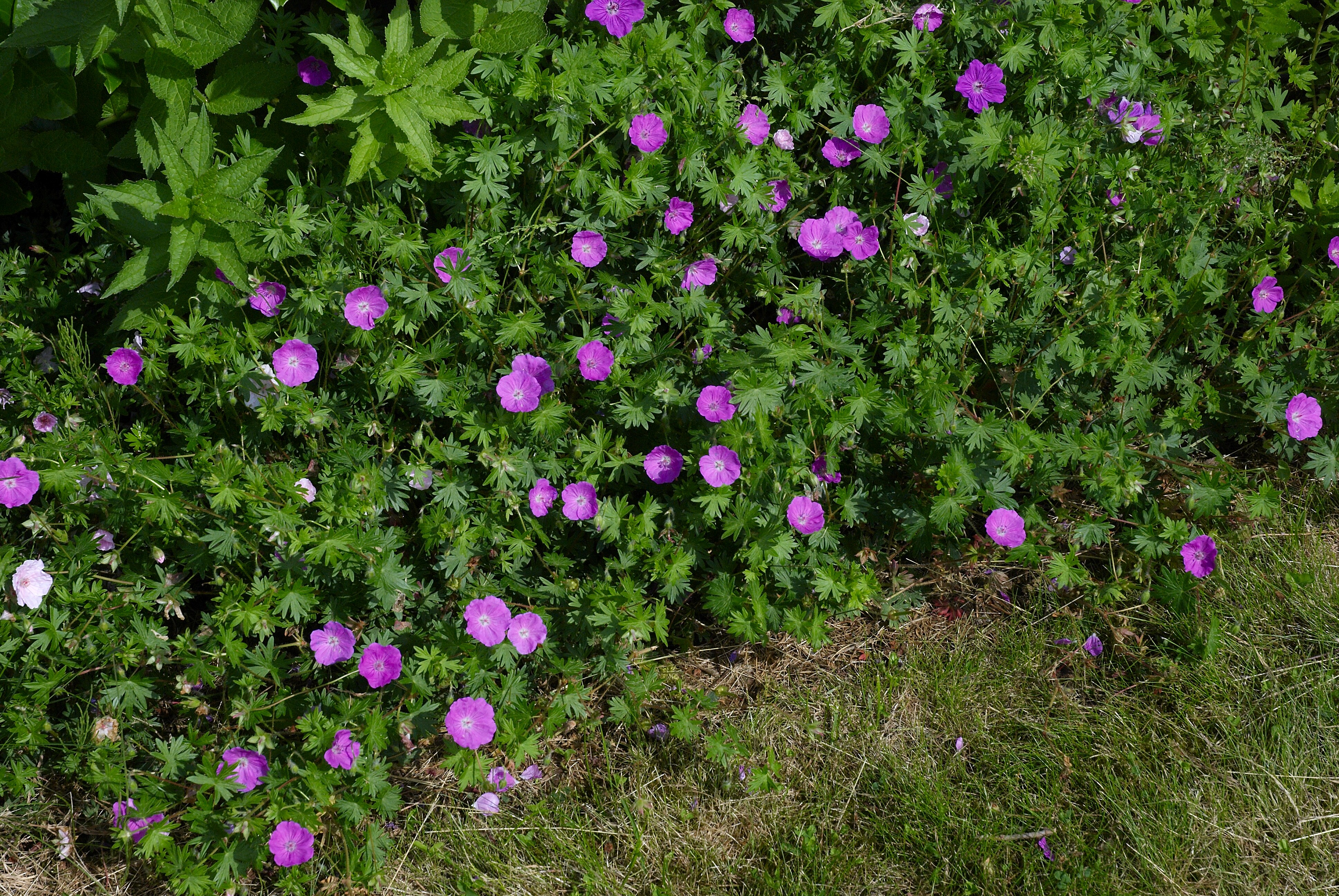 Герань кроваво-красная Geranium sanguineum elke