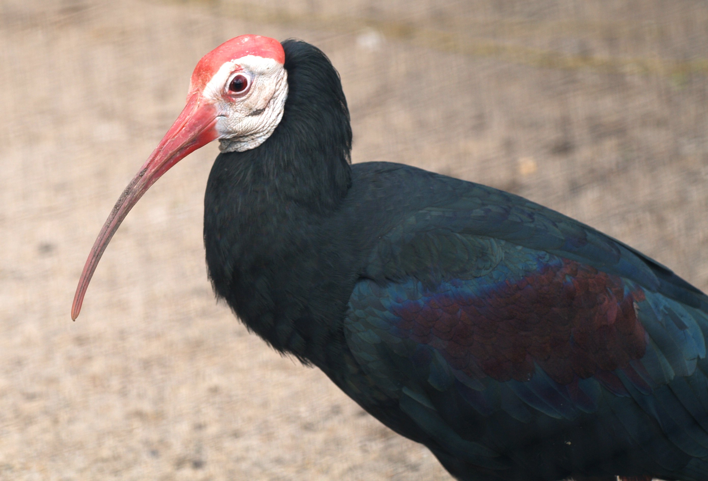 ibis a