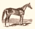 <span class="mw-page-title-main">Glencoe II</span> Australian Thoroughbred racehorse