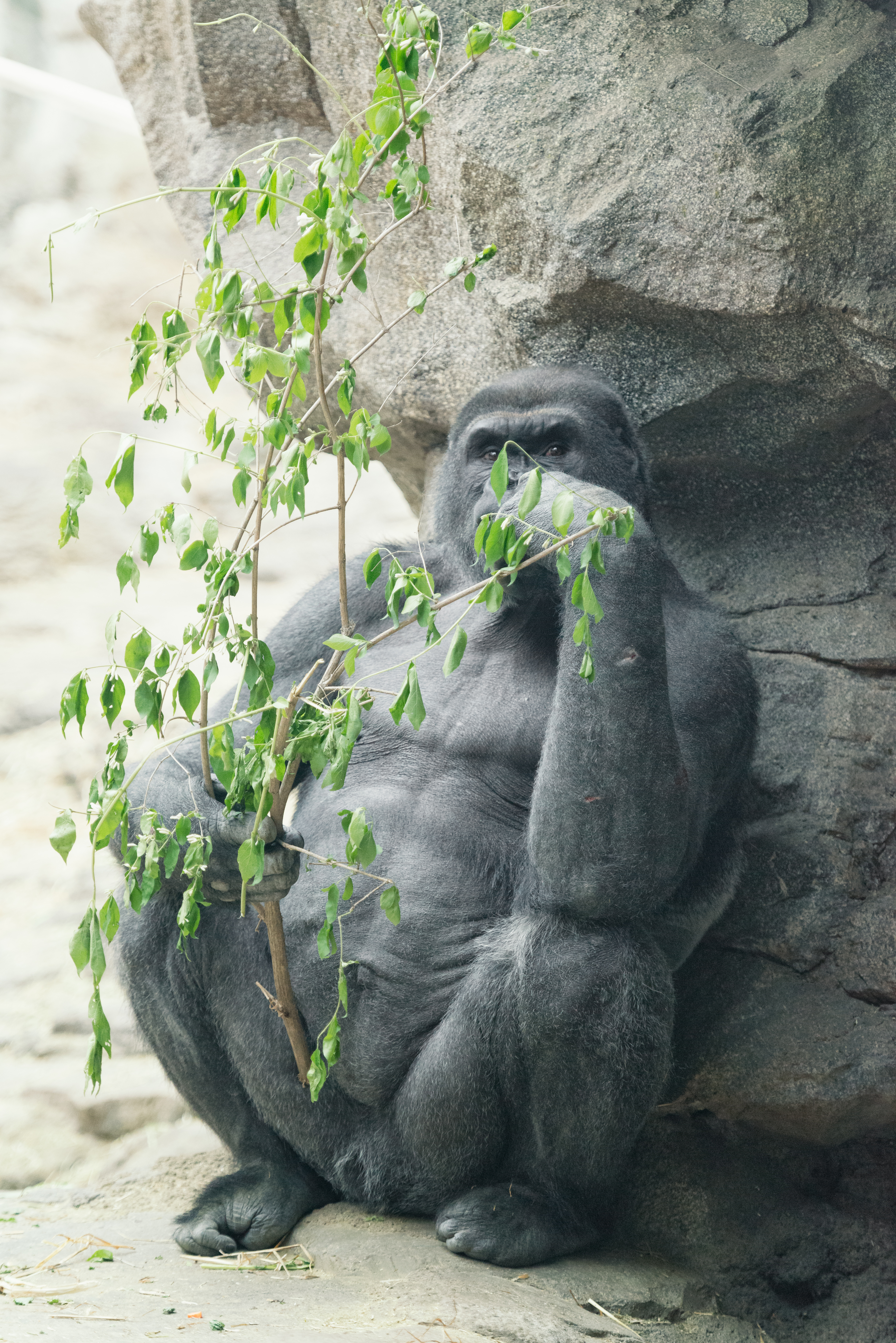 Gorilla Camoflauge (17860043319).jpg