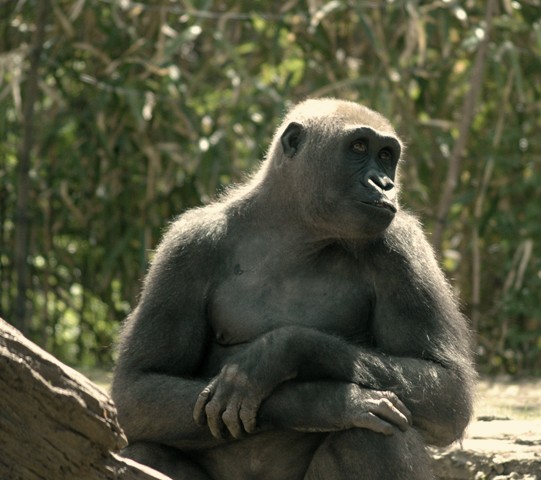 File:Gorilla benny1.jpg