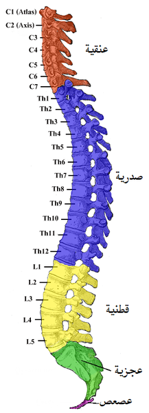 Gray 111 - Vertebral column-coloured-ar.png