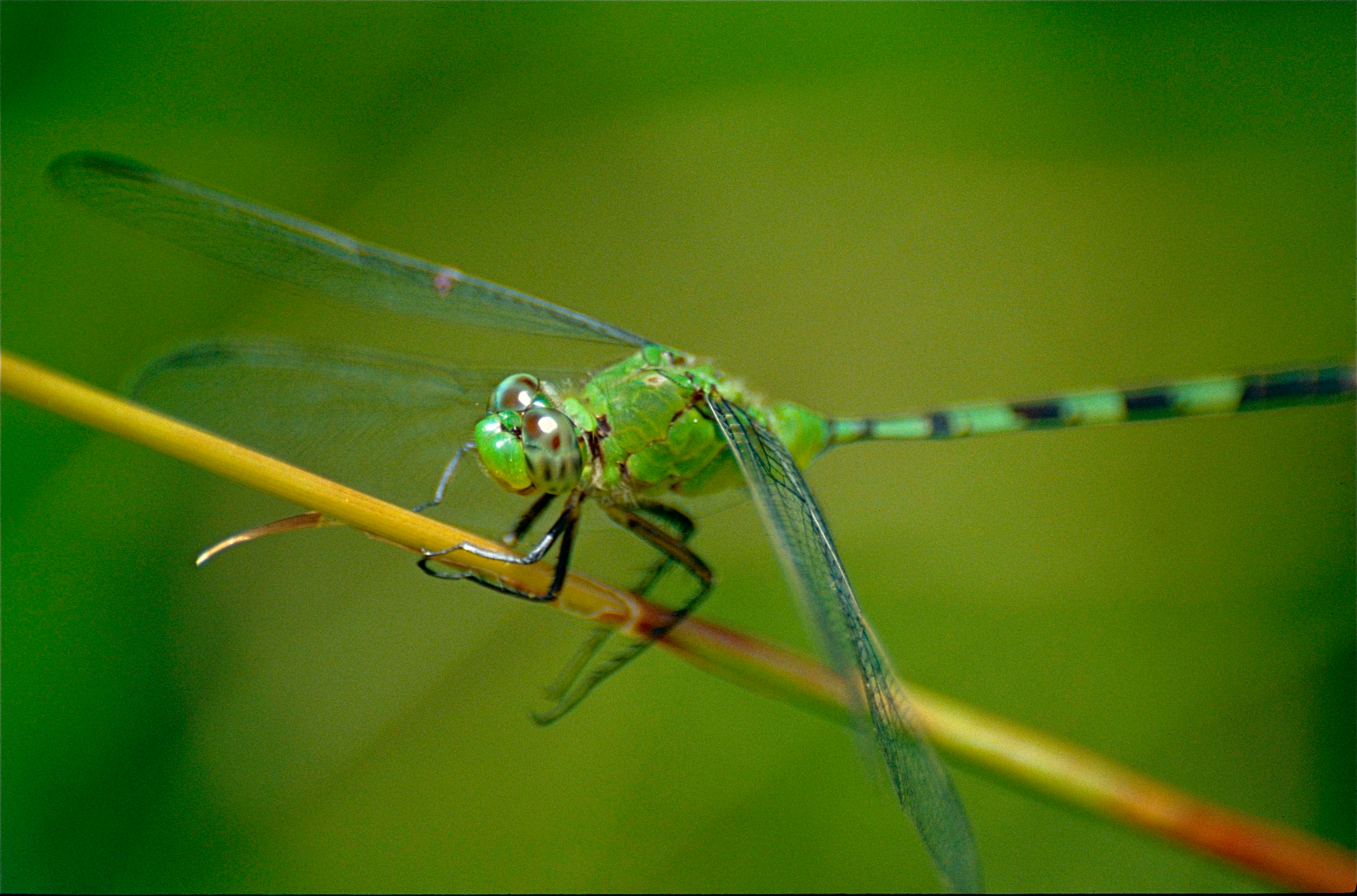 Great Pondhawk (Erythemis vesiculosa) (10367442123).jpg