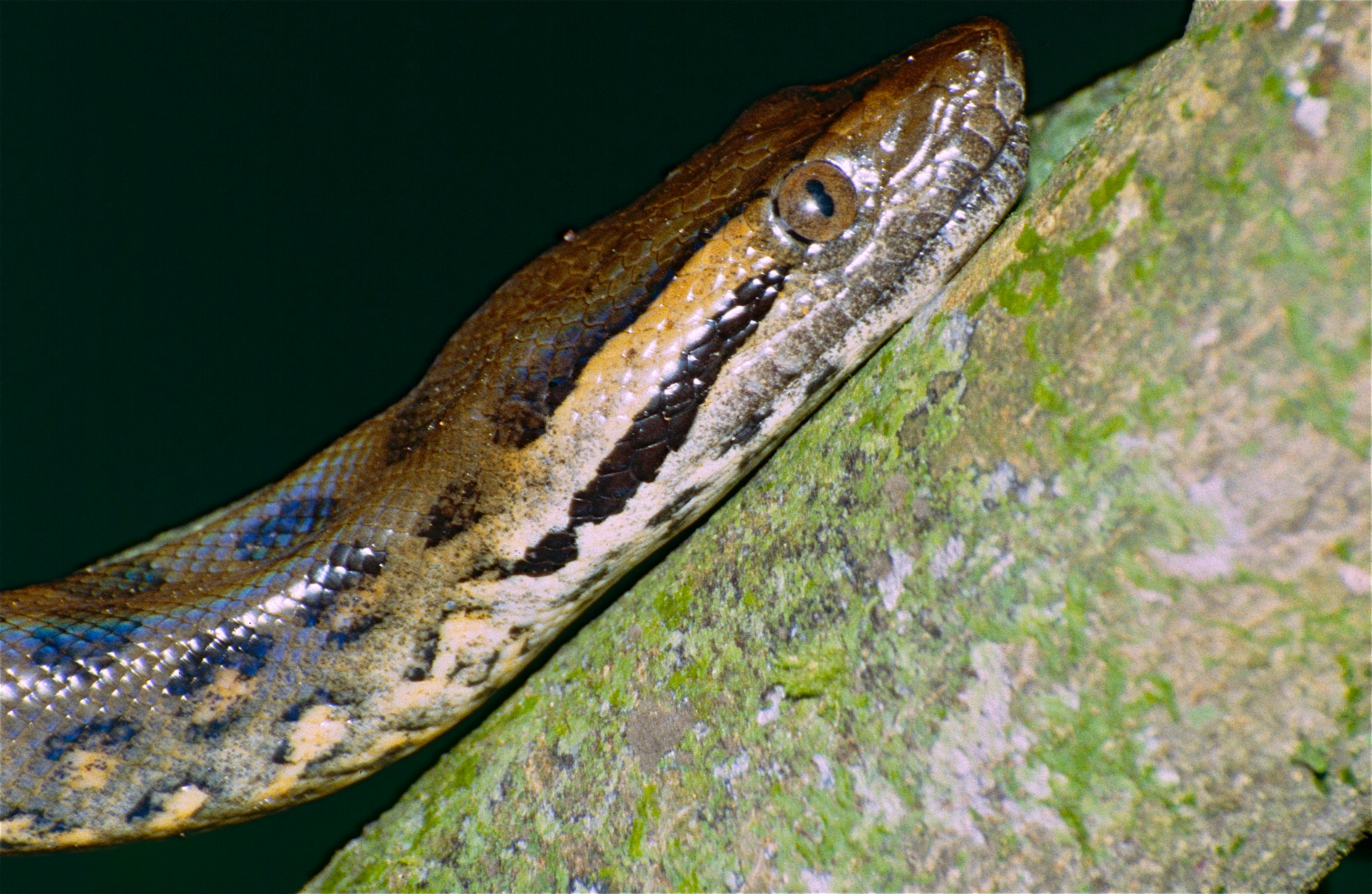 Green Anaconda (Eunectes murinus) juvenile close-up (10643922516).jpg