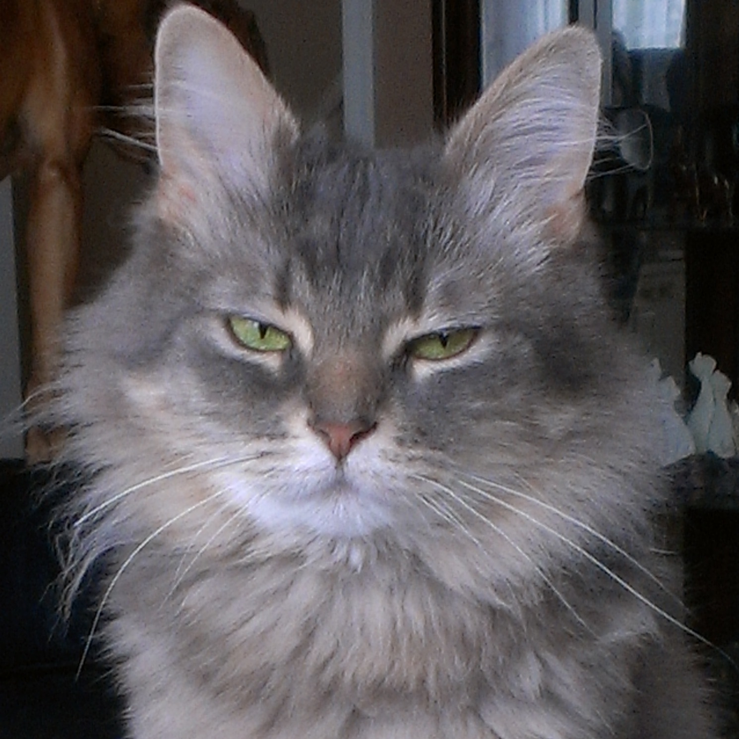 File:Imber-MHDomestic Grey Cat.jpeg - Wikimedia Commons