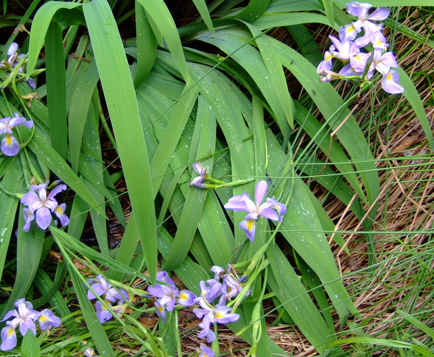 Ирис Iris versicolor