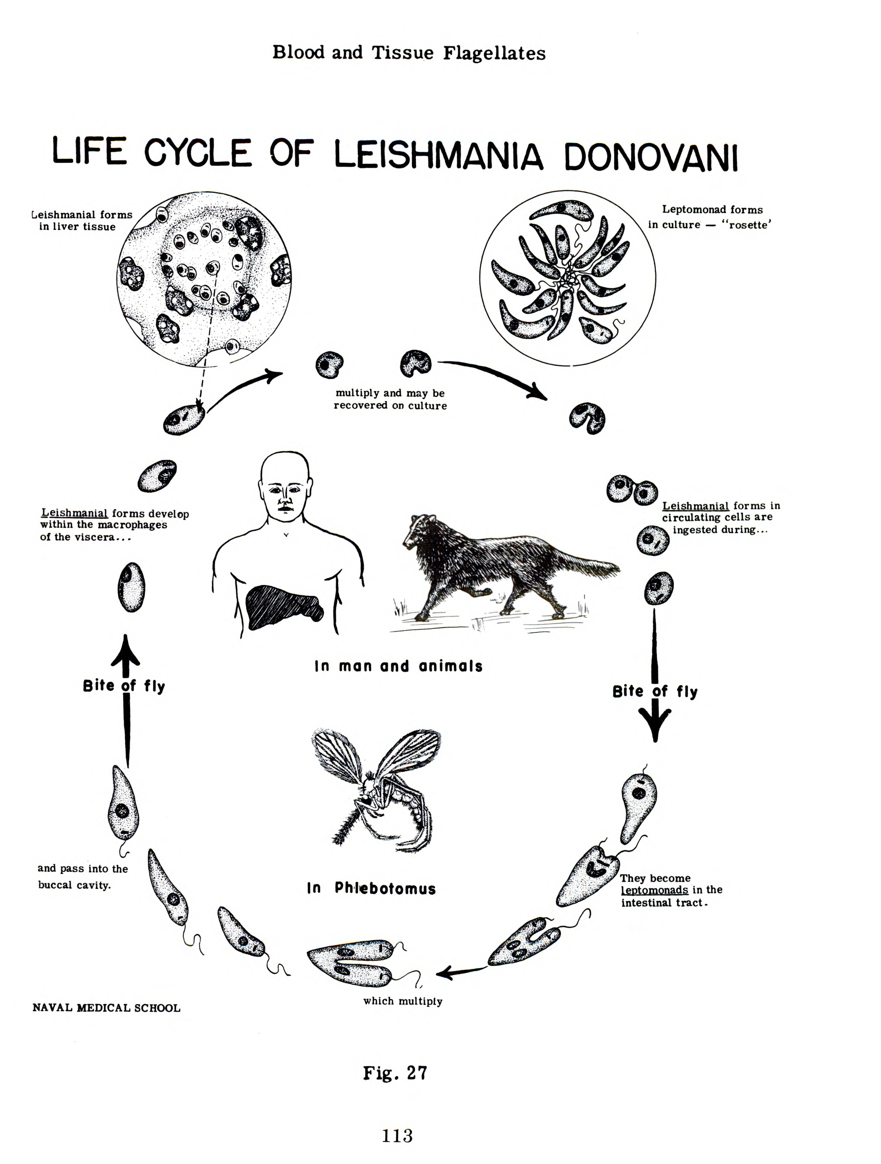 File:Life cycle of Leishmania Donovani, extracted from Medical protozoology  and helminthology (1965).jpg - Wikimedia Commons