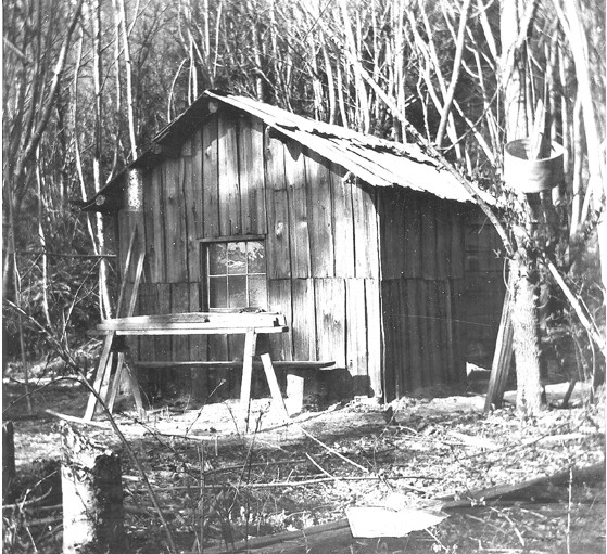 File:Log cabin, Washington, March 31, 1899 (KIEHL 144).jpeg