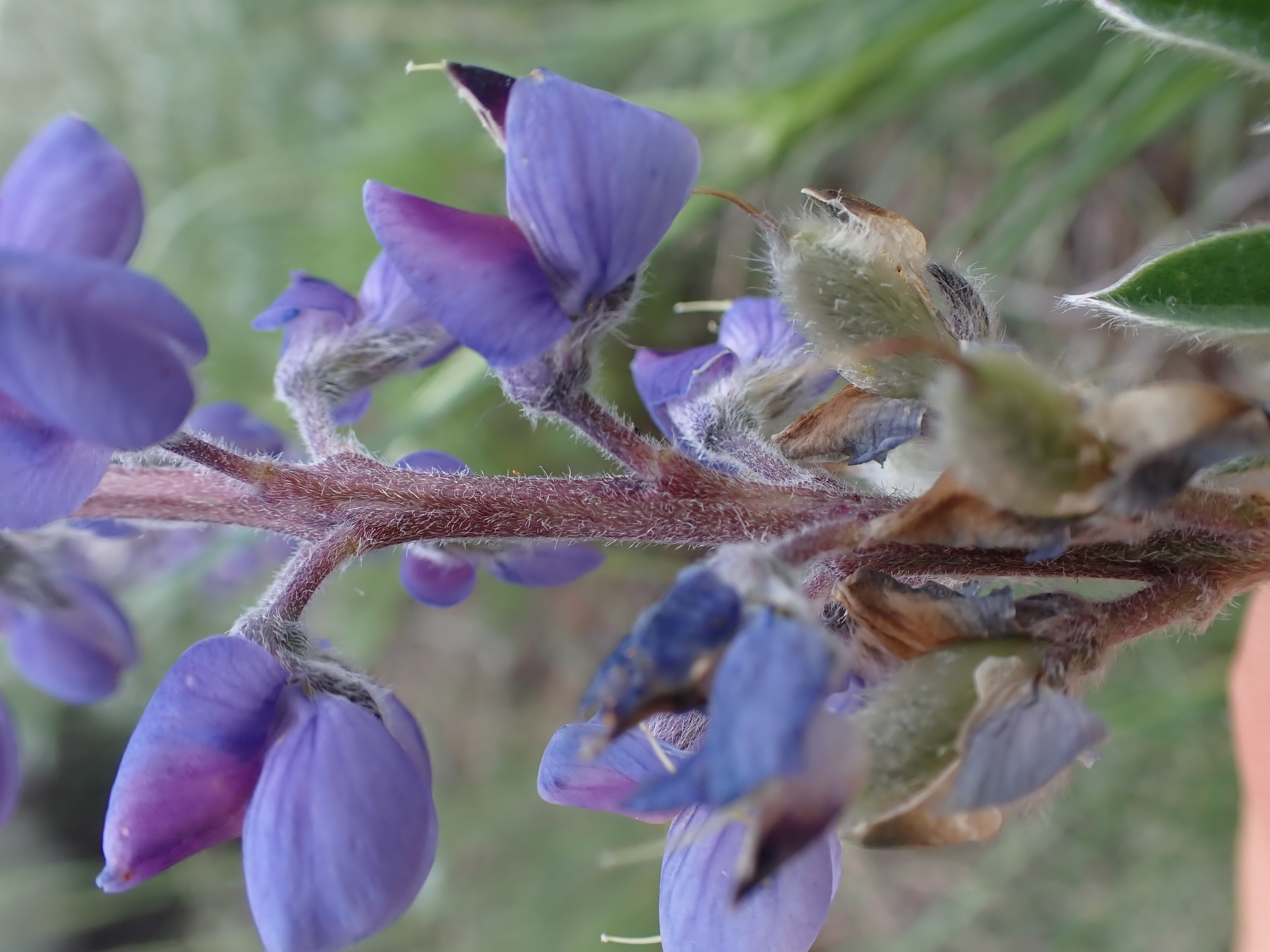 Lupinus polyphyllus. Призрачный Люпин. Фиолетовые цветки Волчья.