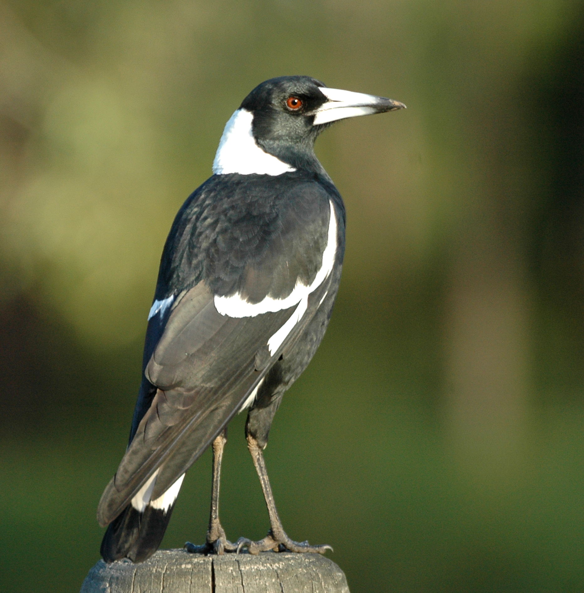 Magpie samcem05.jpg