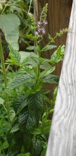 File:Mentha spicata 02.jpg