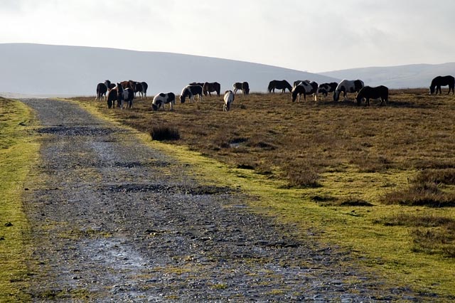 Mountain Ponies beside Glyndwr's Way - geograph.org.uk - 321502