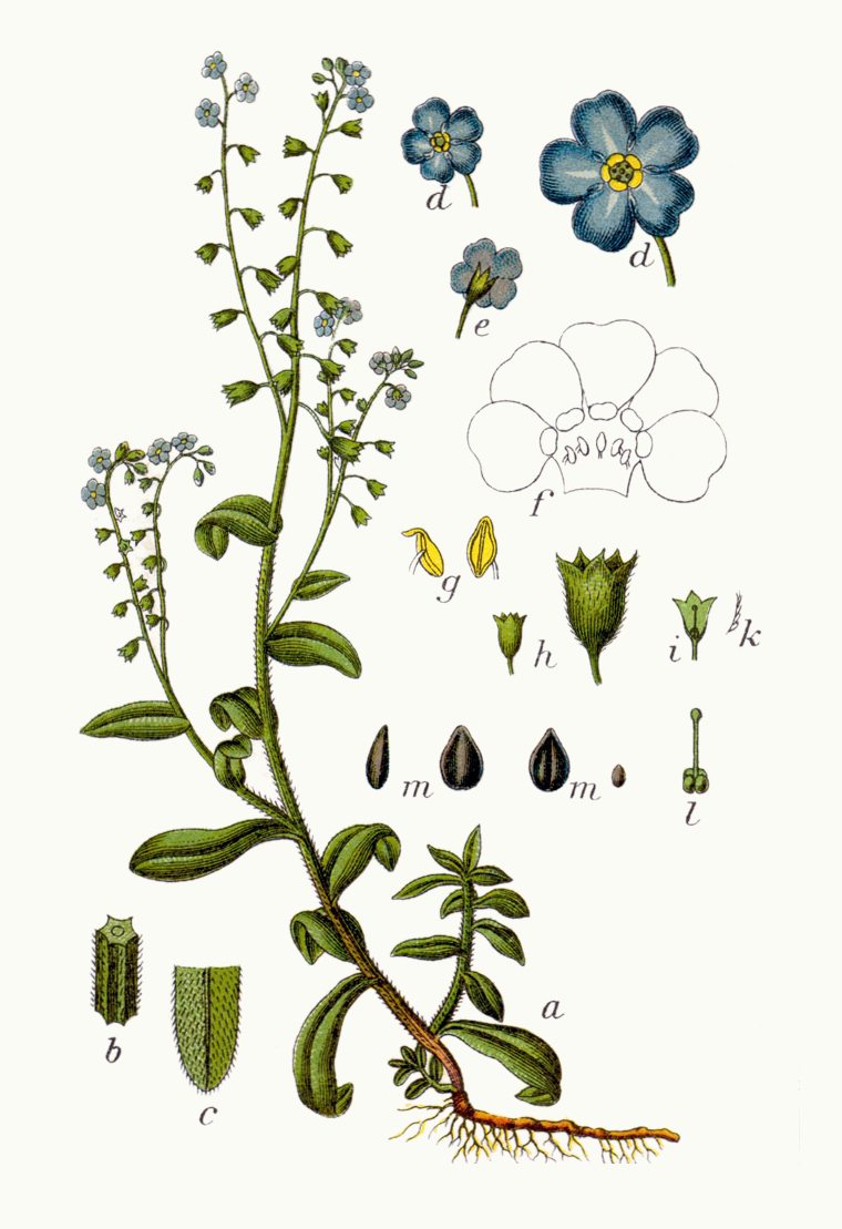 Archivo Myosotis Scorpioides Sturm14 Jpg Wikipedia La Enciclopedia Libre