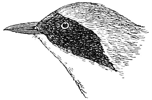 File:NIE 1905 Maryland Yellowthroat.jpg