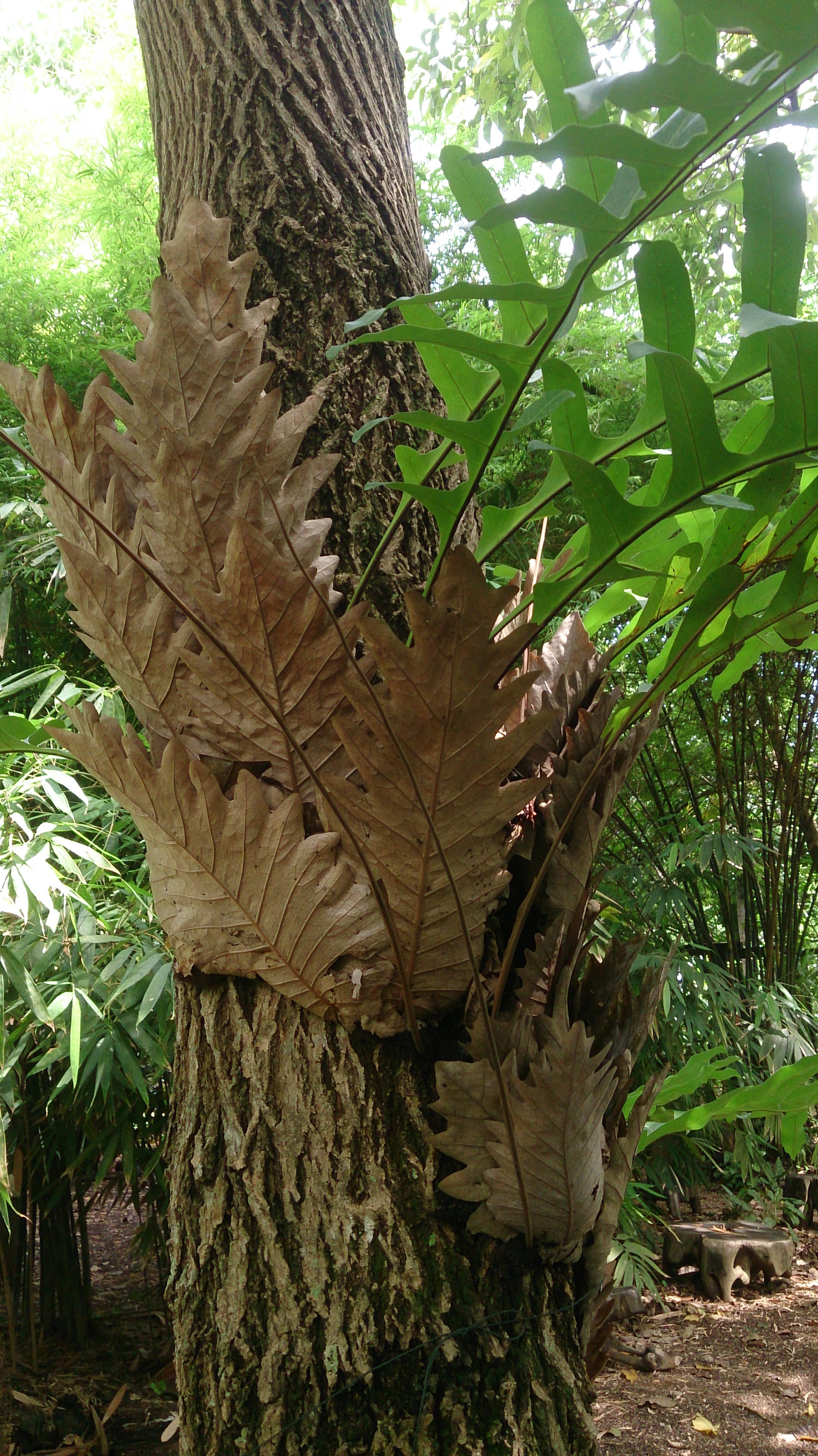 Fern de la varicosaza. leacuri babesti hondroogard cu vene varicoase