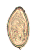 File:Opisthorchis viverrini egg.png