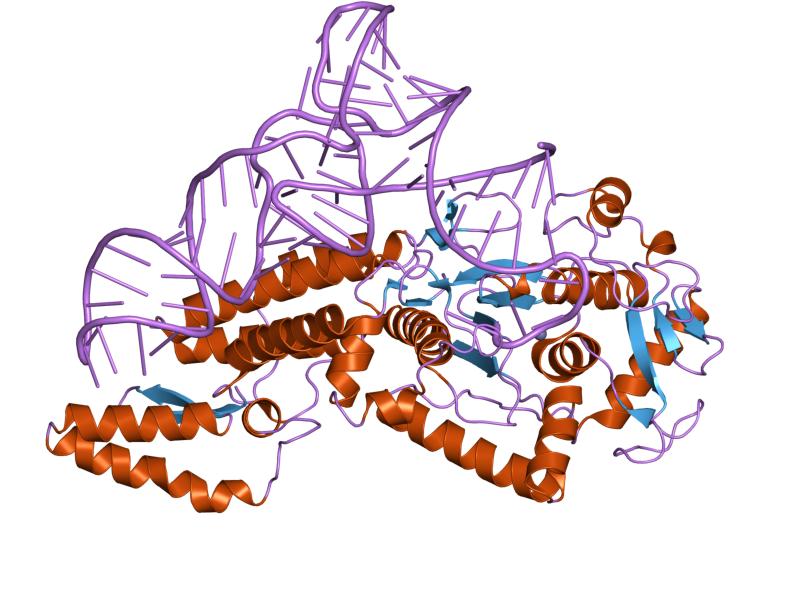 File:PDB 1u0b EBI.jpg