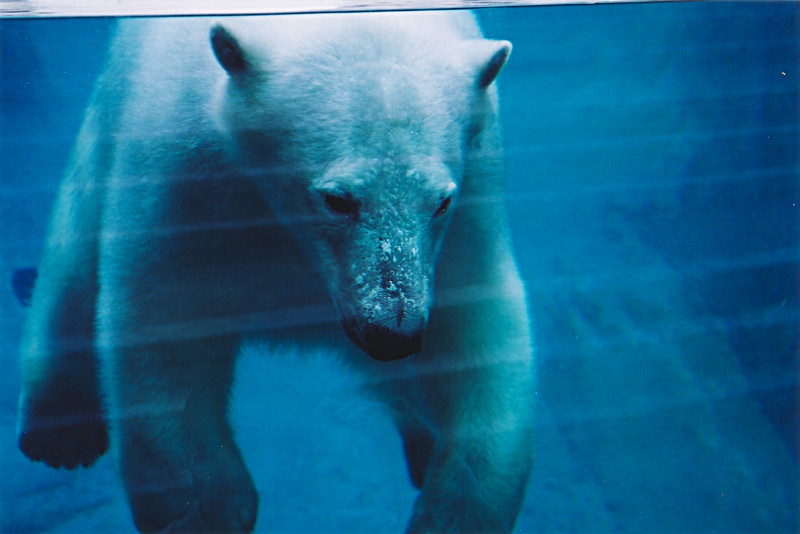 File:Parc aquarium du Quebec - Ours polaire dans l'eau.JPG